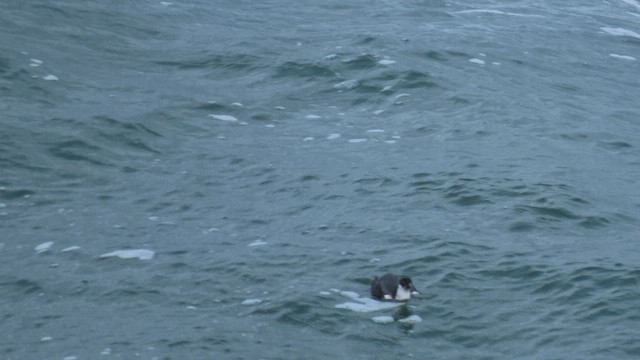 Guillemot à cou blanc - ML628280975