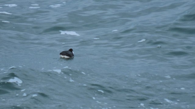 Guillemot à cou blanc - ML628280982