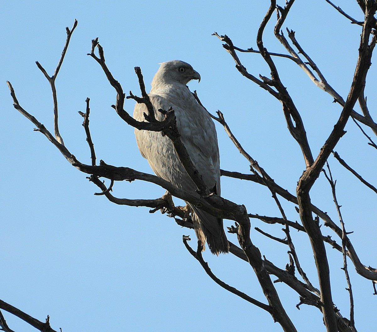 Red-tailed Hawk - ML628281036