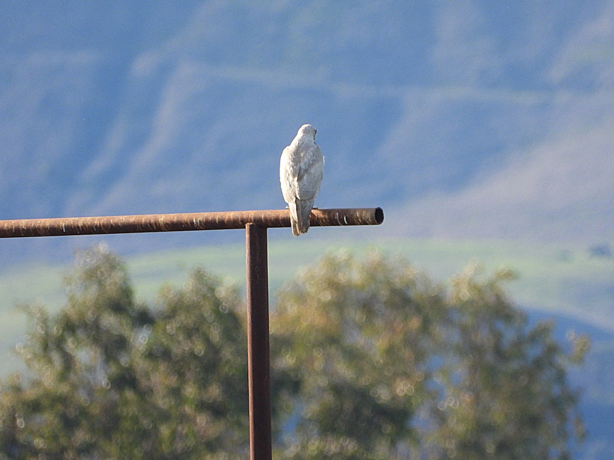 Red-tailed Hawk - ML628281037