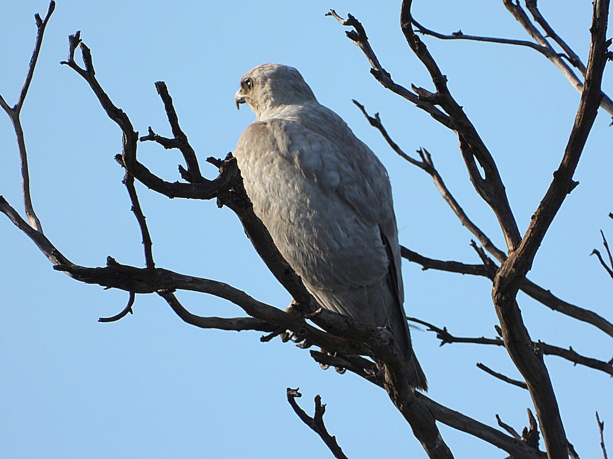 Red-tailed Hawk - ML628281038