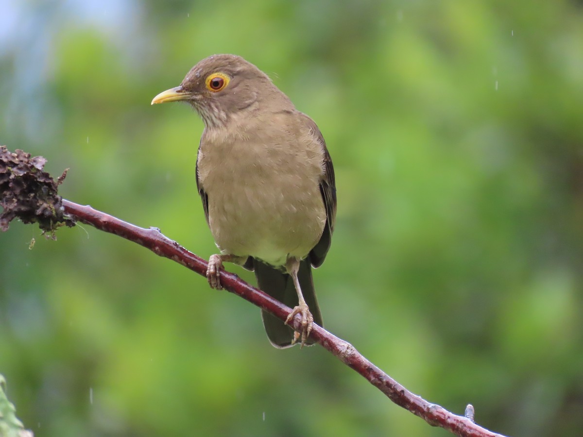 Spectacled Thrush - ML628281378