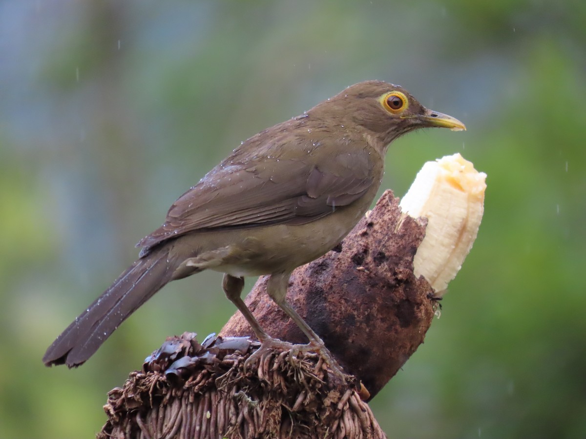Spectacled Thrush - ML628281412