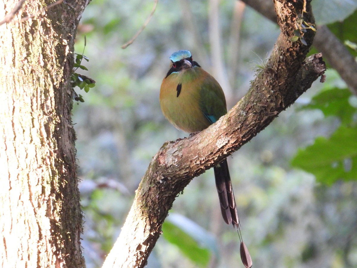 Blue-capped Motmot - ML628281415