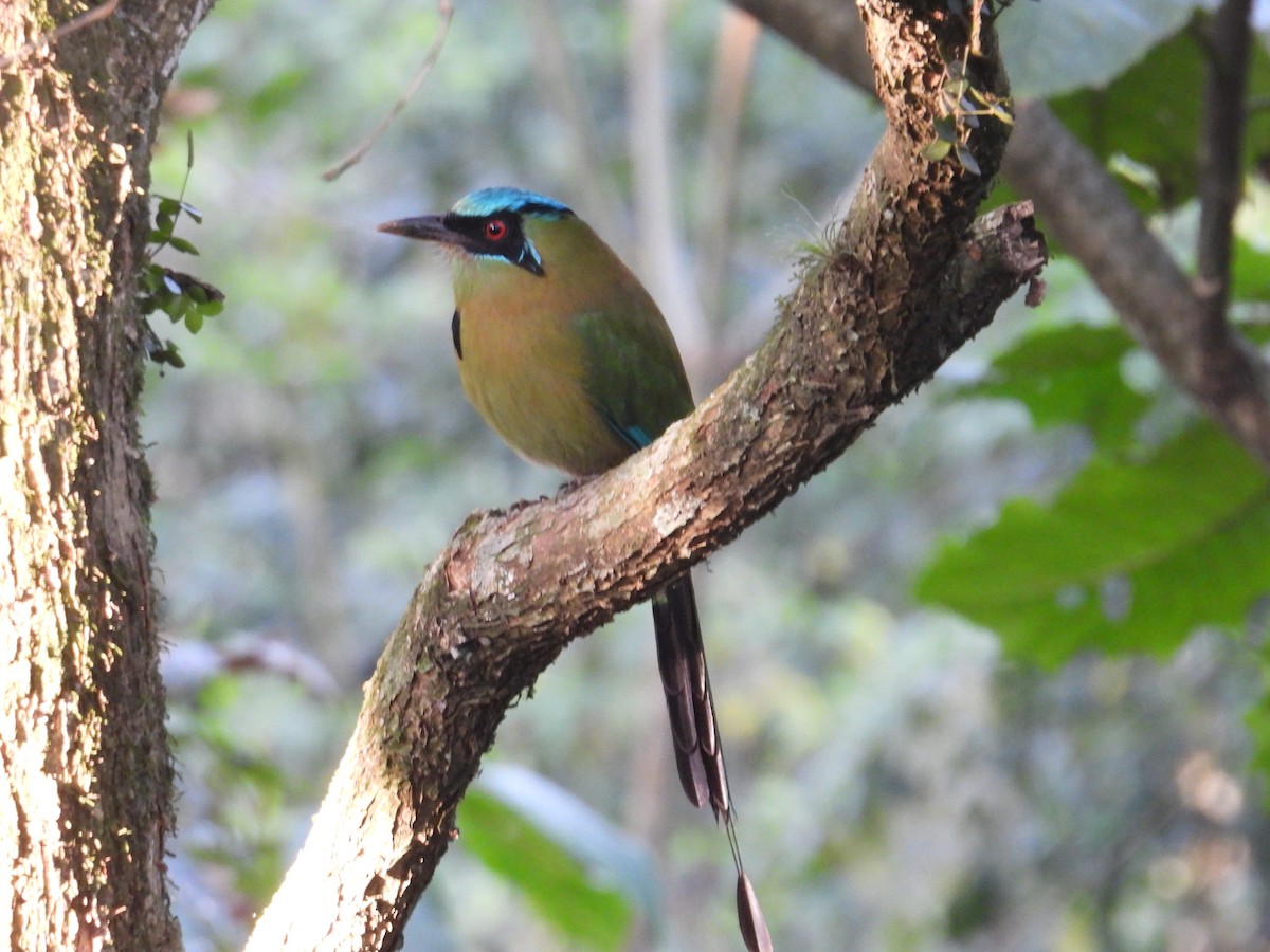 Blue-capped Motmot - ML628281418