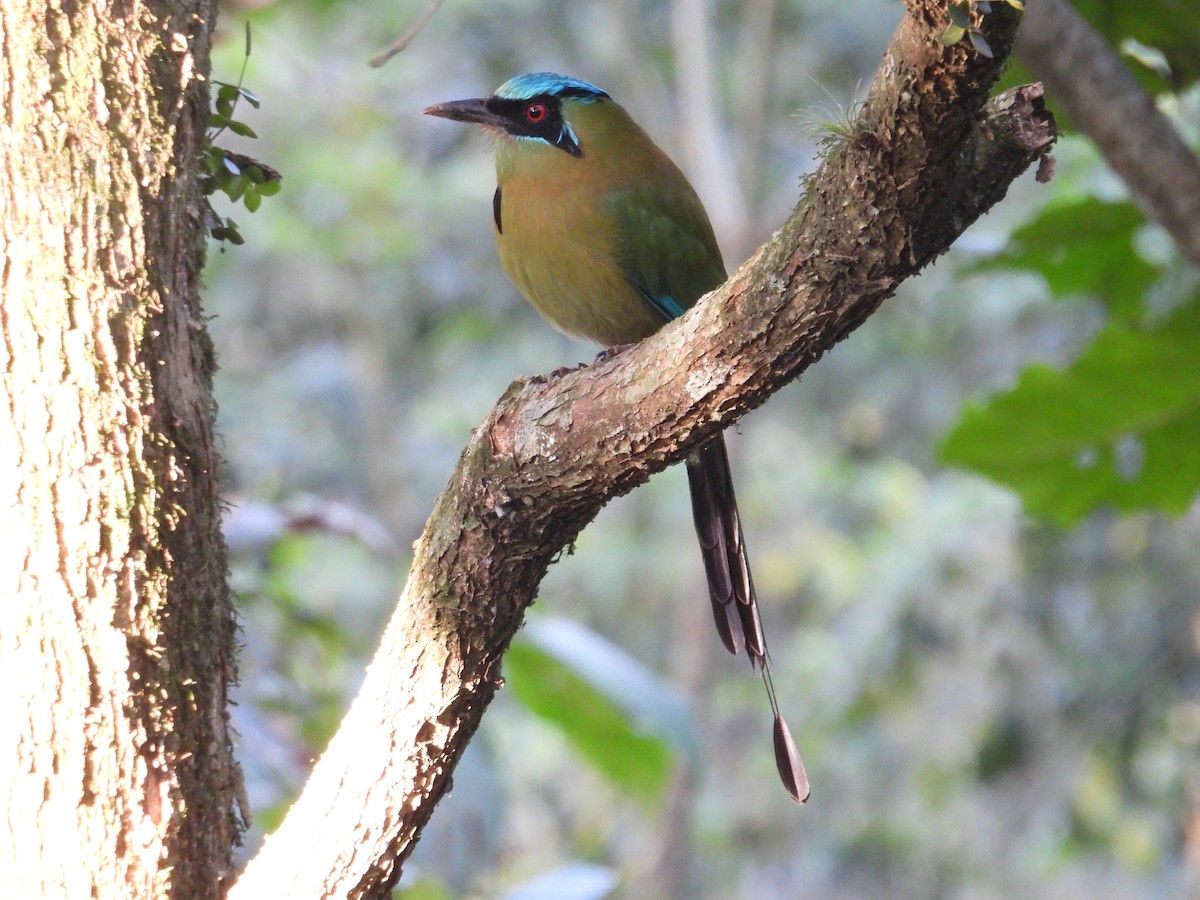 Blue-capped Motmot - ML628281421