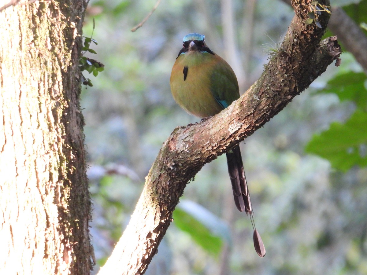 Blue-capped Motmot - ML628281422