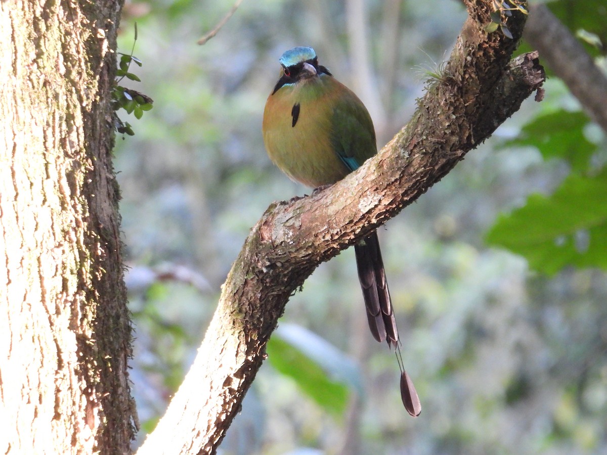 Blue-capped Motmot - ML628281423