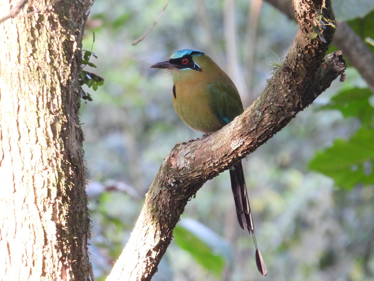 Blue-capped Motmot - ML628281426