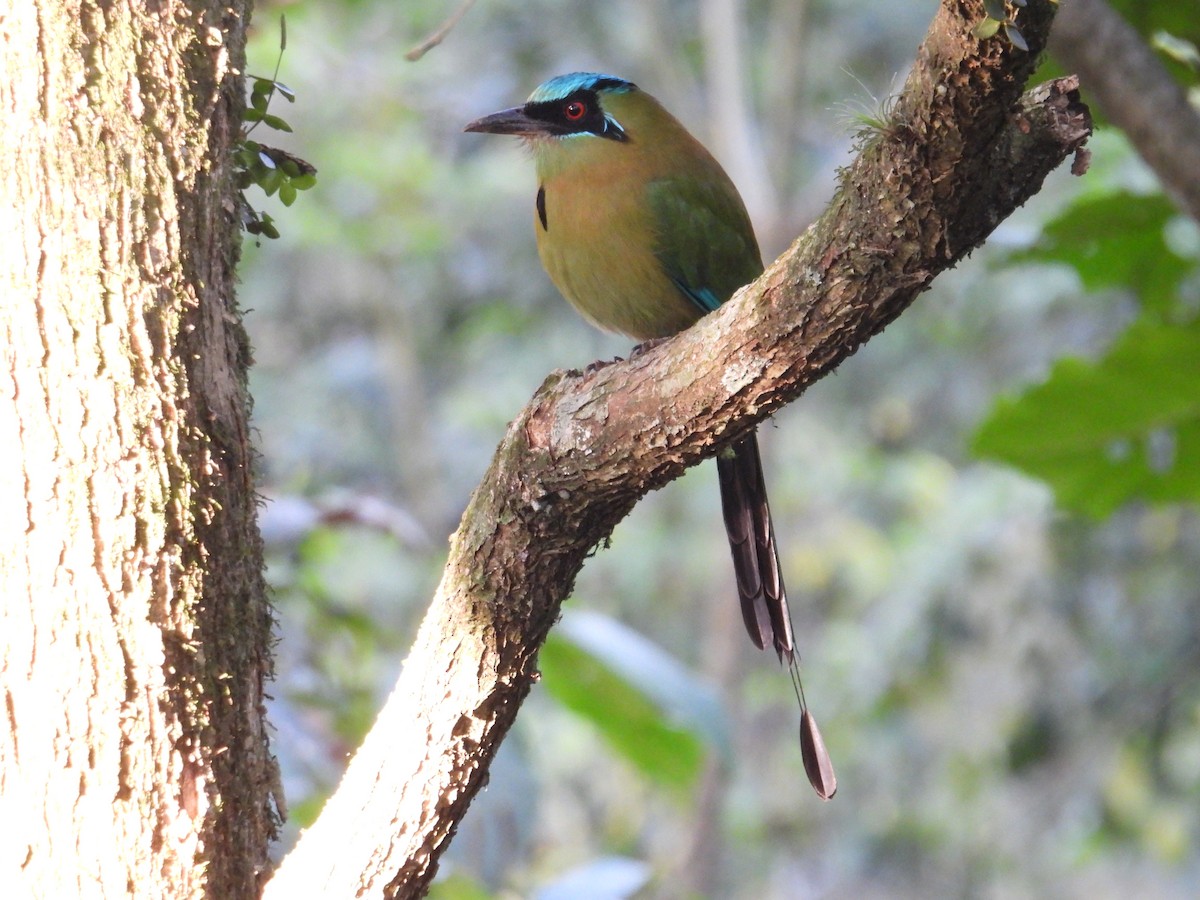 Blue-capped Motmot - ML628281428