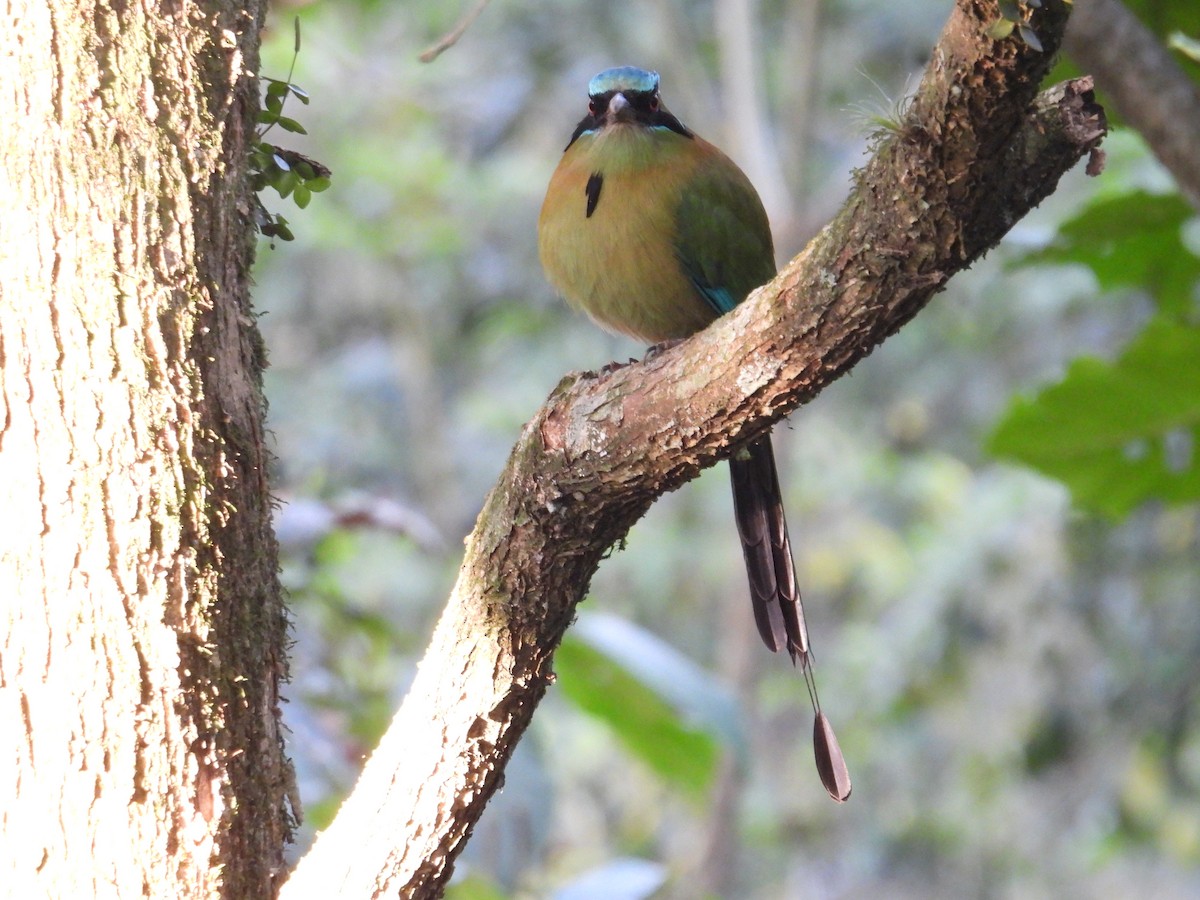 Blue-capped Motmot - ML628281431