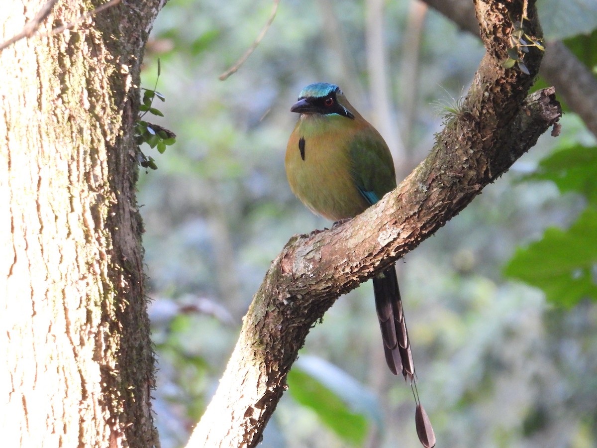 Blue-capped Motmot - ML628281433