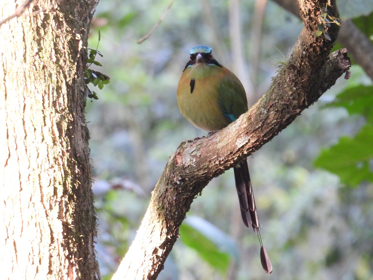 Blue-capped Motmot - ML628281437