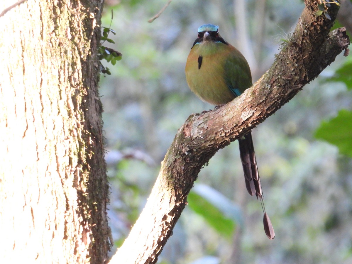 Blue-capped Motmot - ML628281441