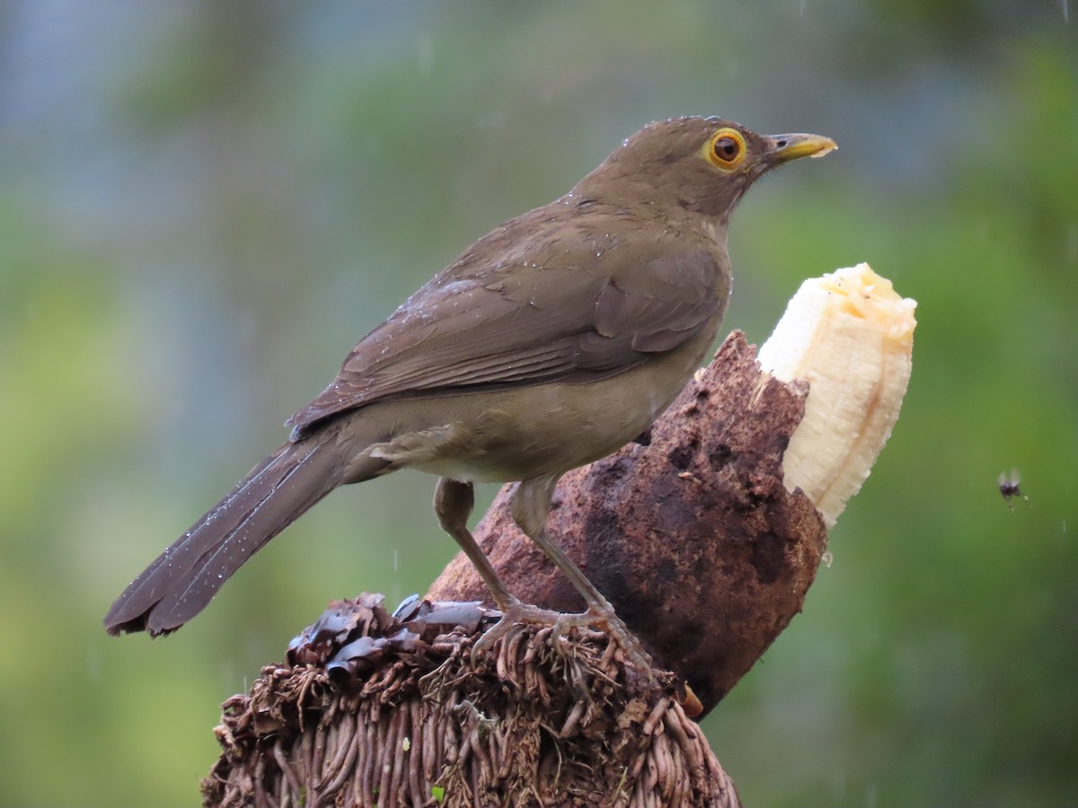 Spectacled Thrush - ML628281466