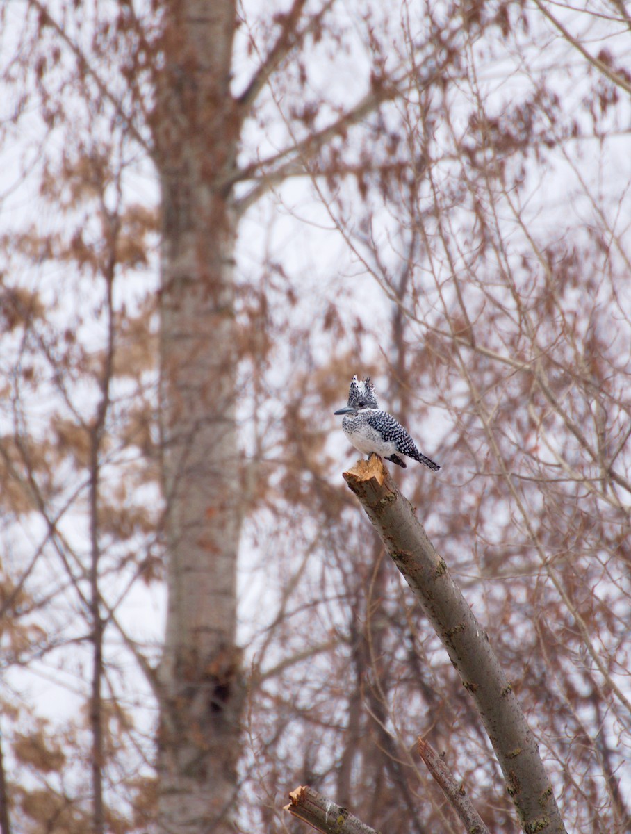 Crested Kingfisher - ML628281662