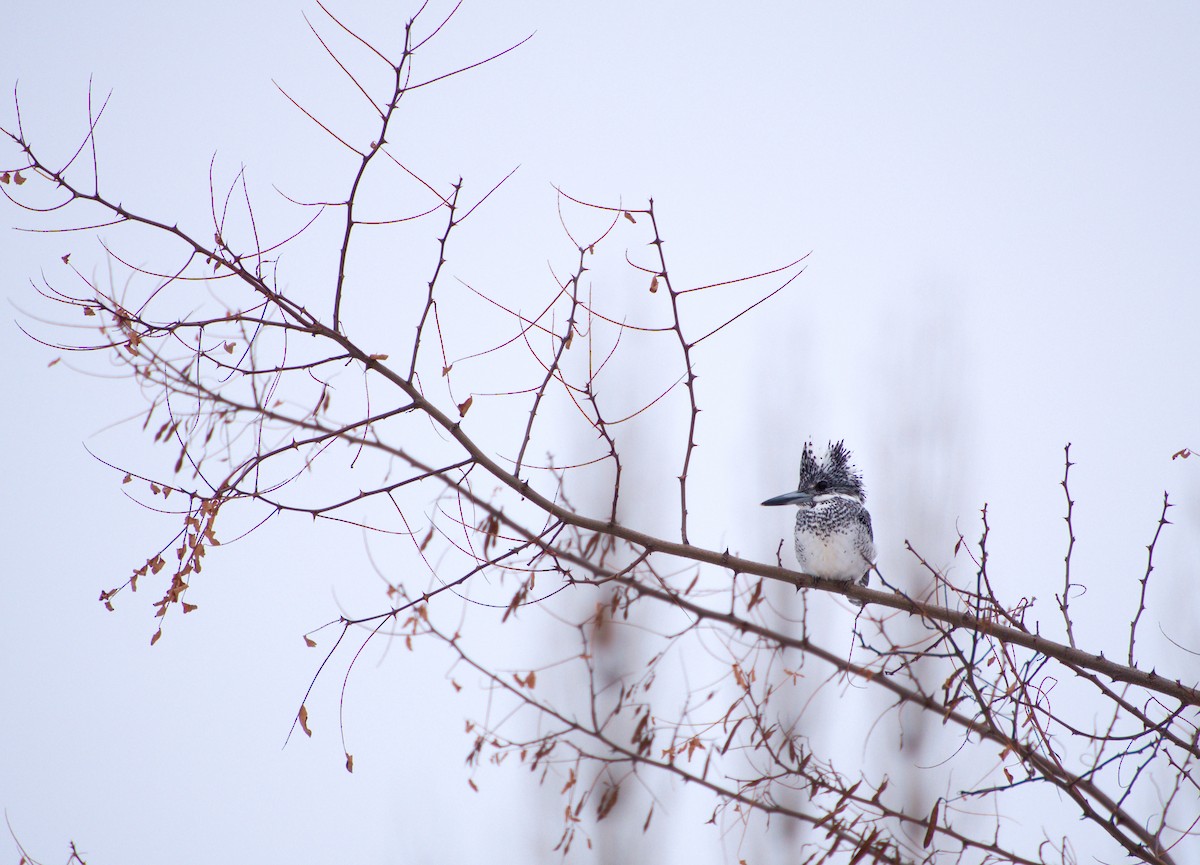 Crested Kingfisher - ML628281663