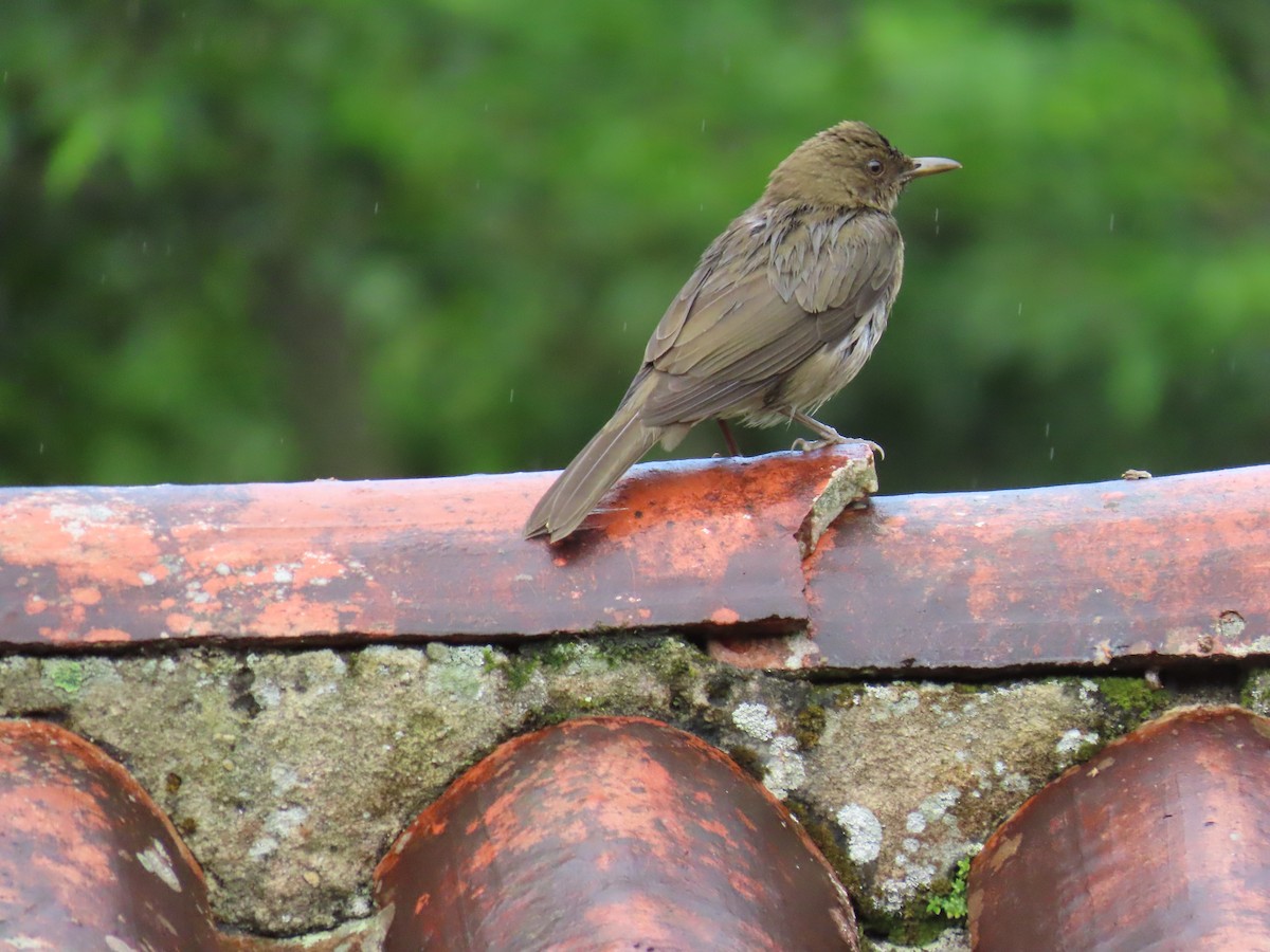 Black-billed Thrush - ML628281668