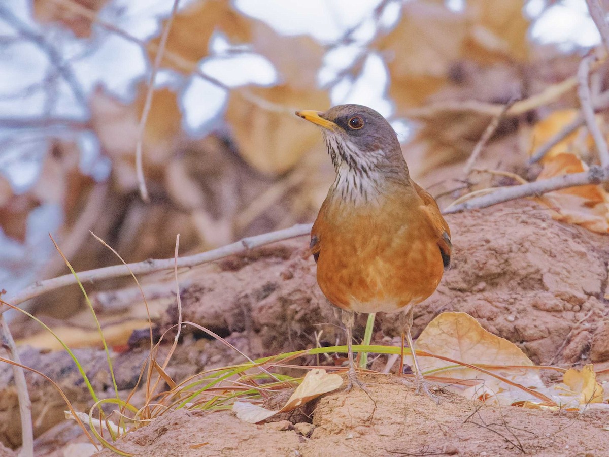 Rufous-backed Robin - ML628281792