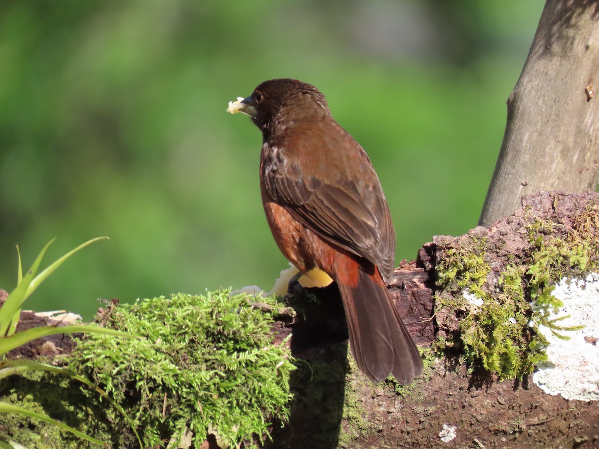 Silver-beaked Tanager - ML628281862