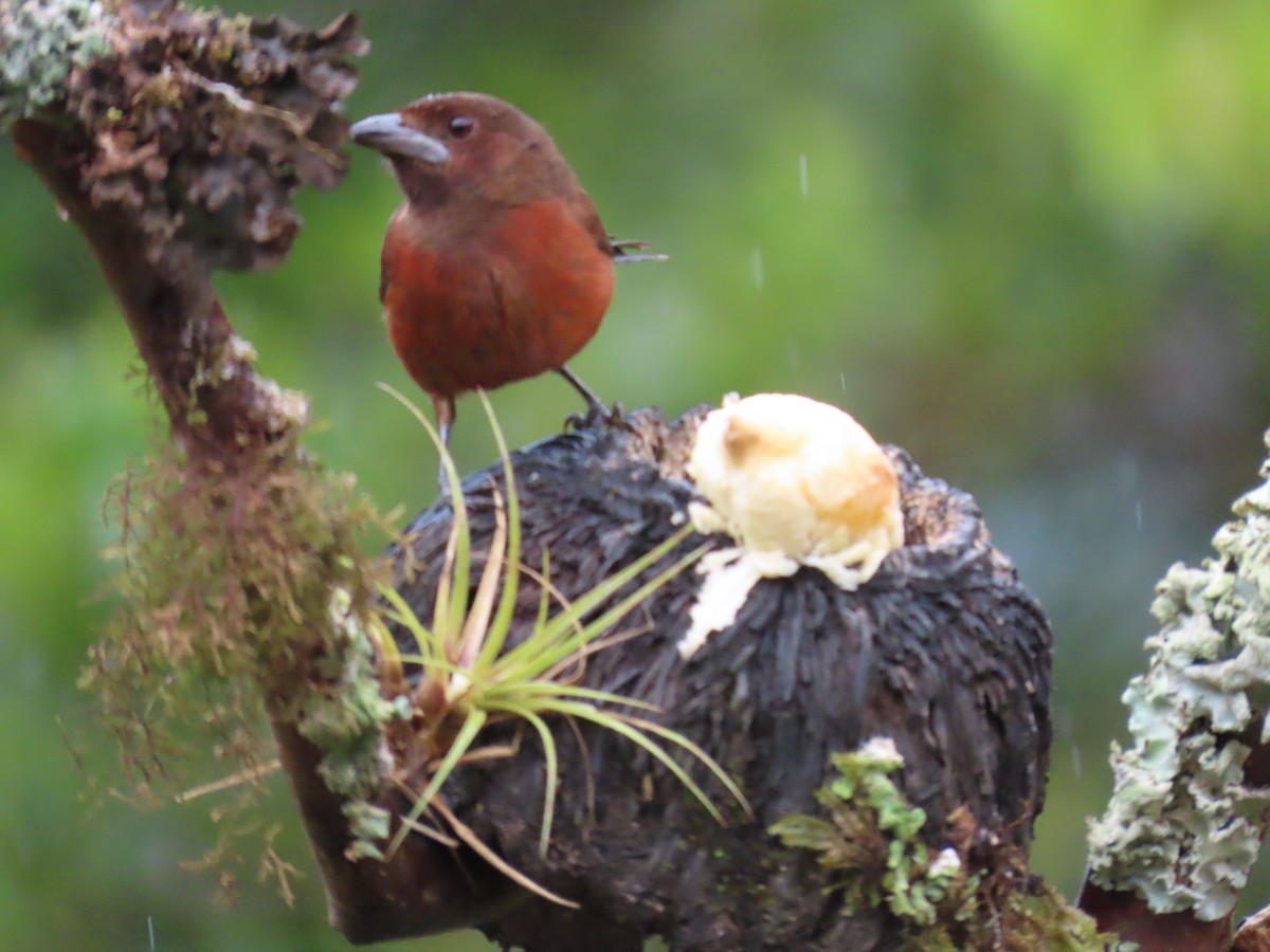 Silver-beaked Tanager - ML628282123