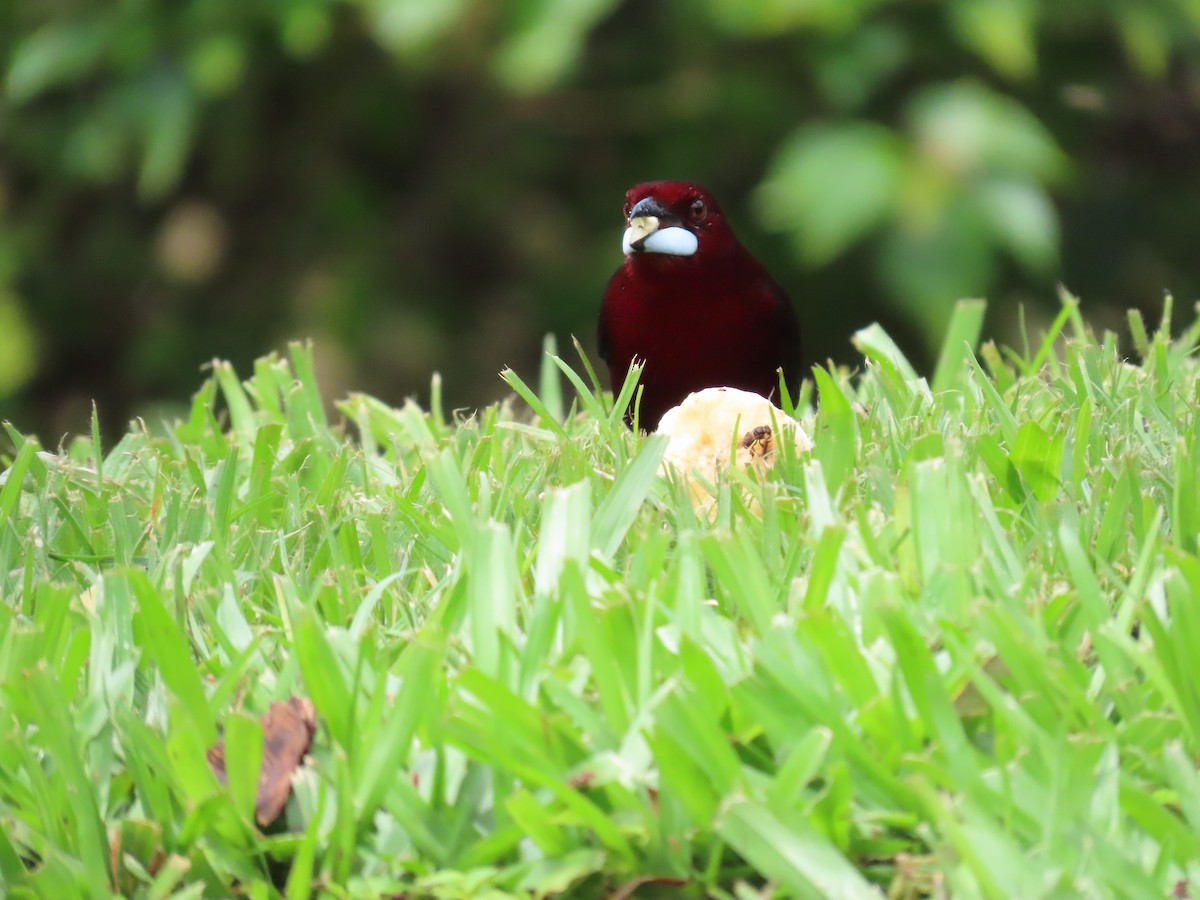 Silver-beaked Tanager - ML628282213