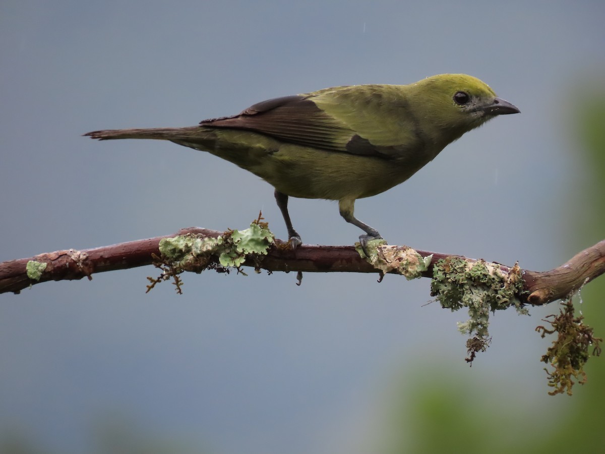 Palm Tanager - ML628282276