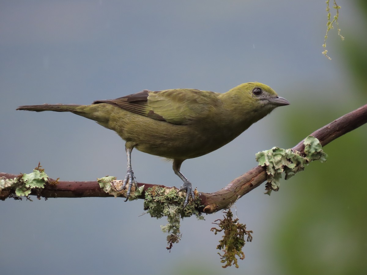 Palm Tanager - ML628282288