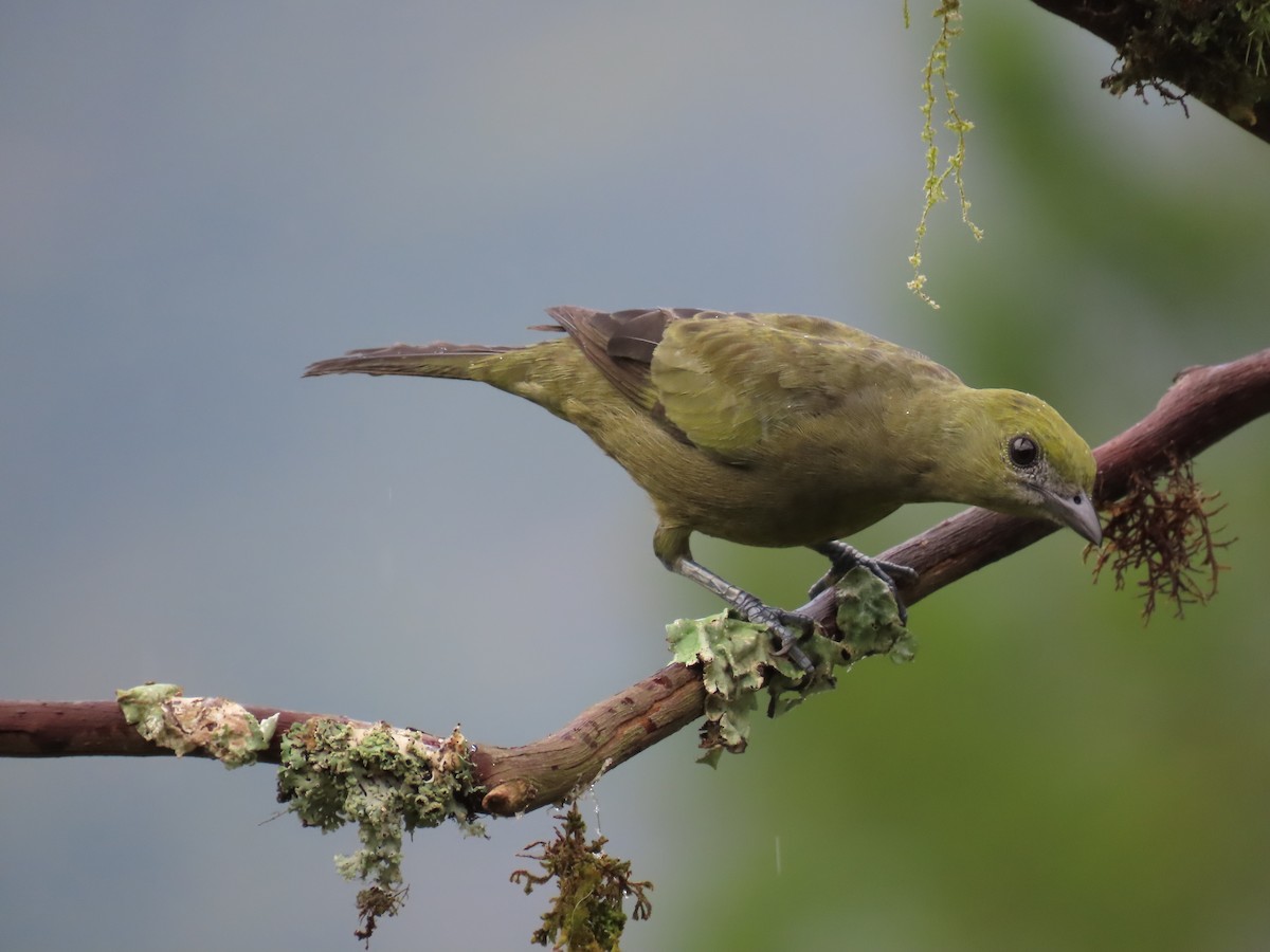Palm Tanager - ML628282336