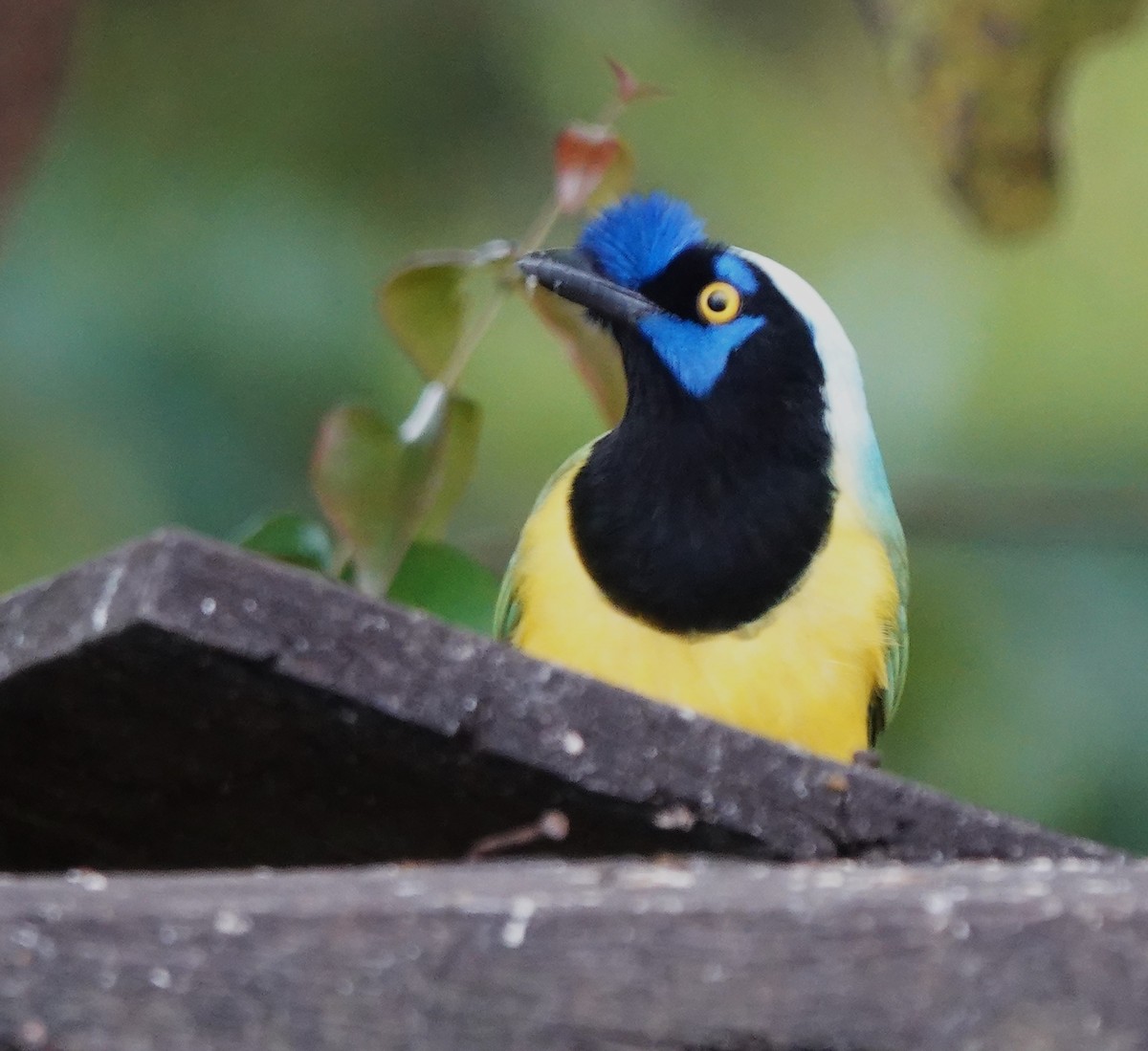 Green Jay - ML628282391
