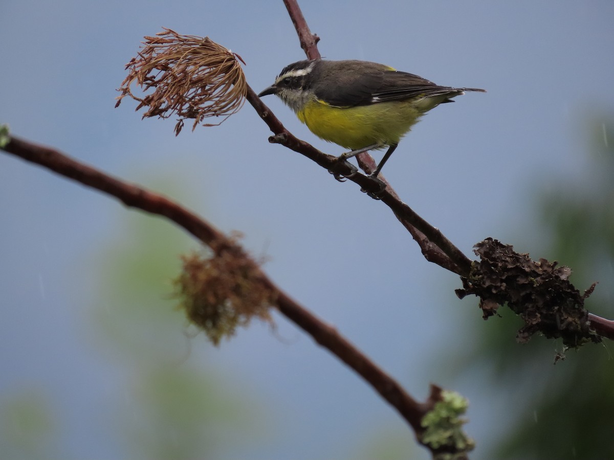 Bananaquit - ML628282546