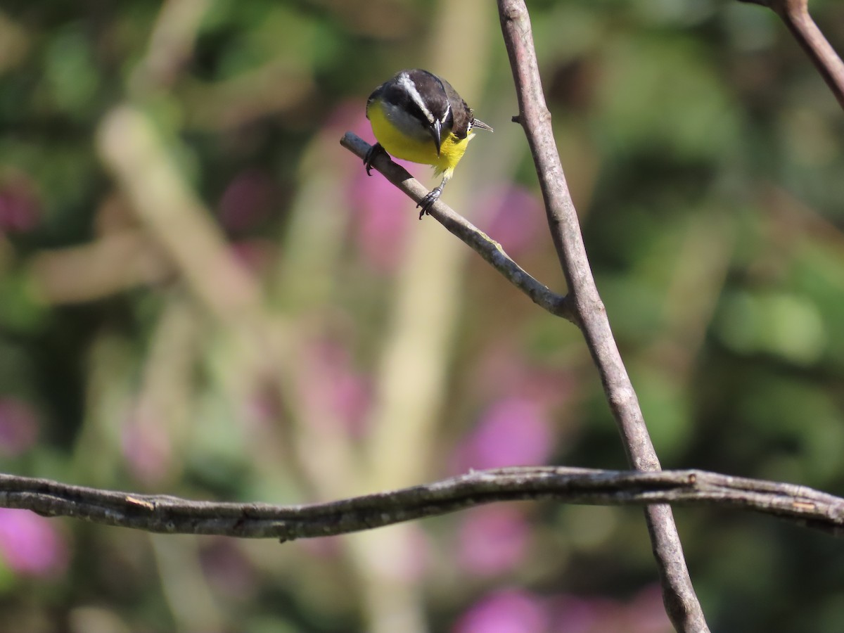 Bananaquit - ML628282554