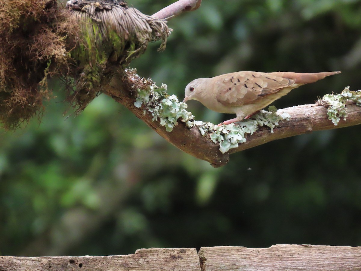 Ruddy Ground Dove - ML628282683