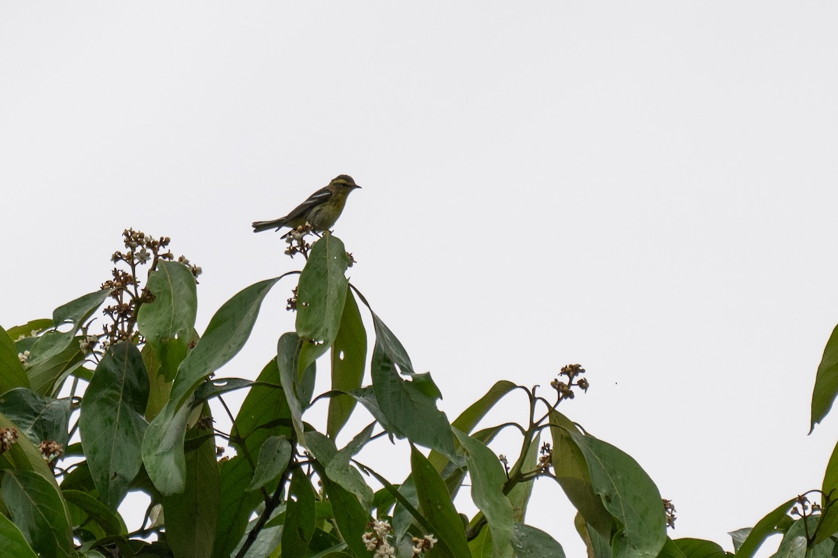 Blackburnian Warbler - ML628282687