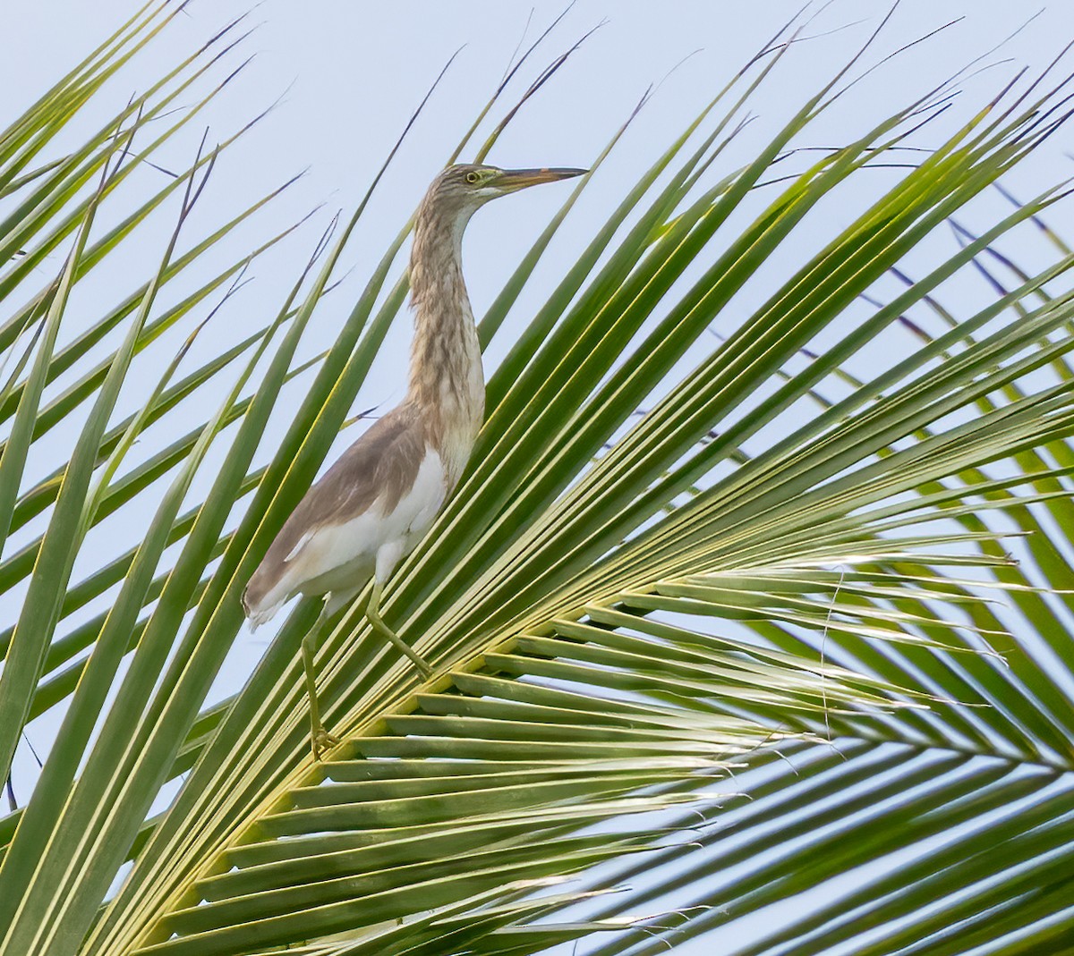 Javan Pond-Heron - ML628282702