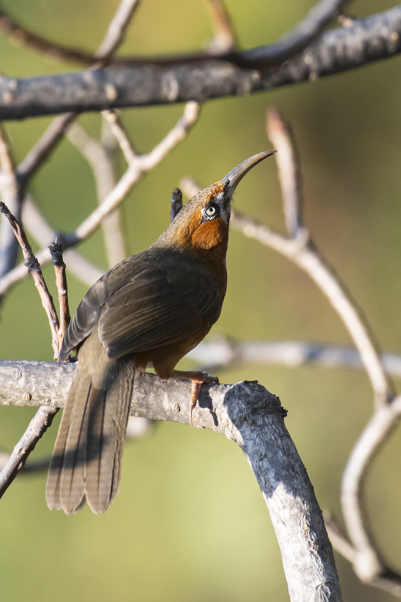 Rusty-cheeked Scimitar-Babbler - ML628282706