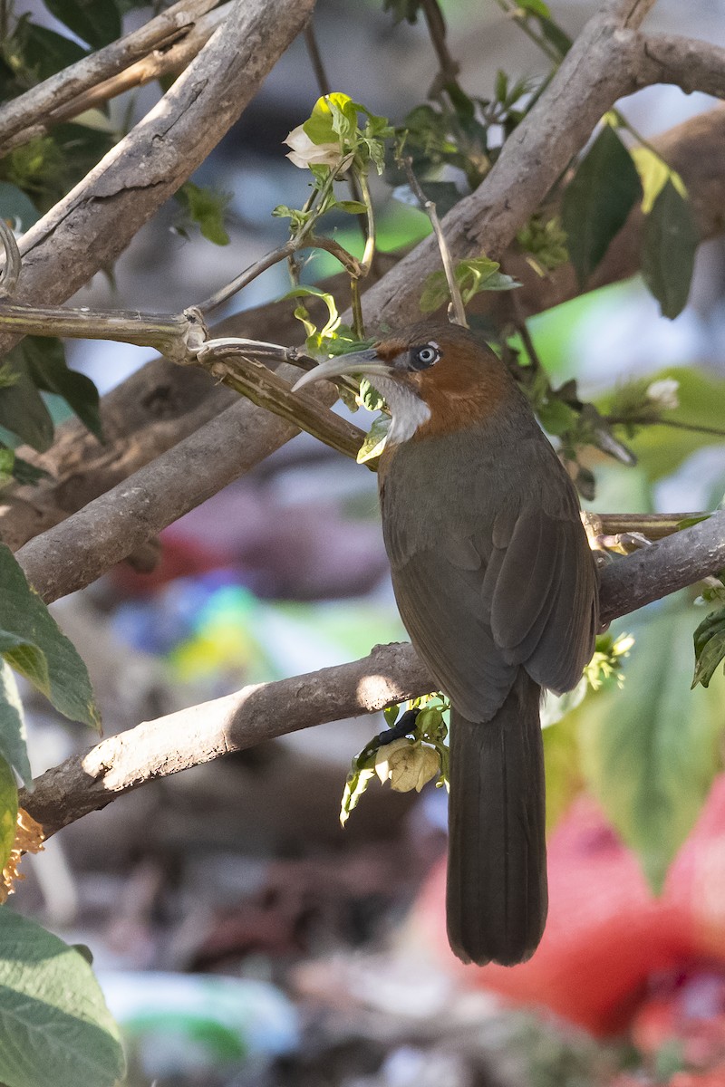 Rusty-cheeked Scimitar-Babbler - ML628282707