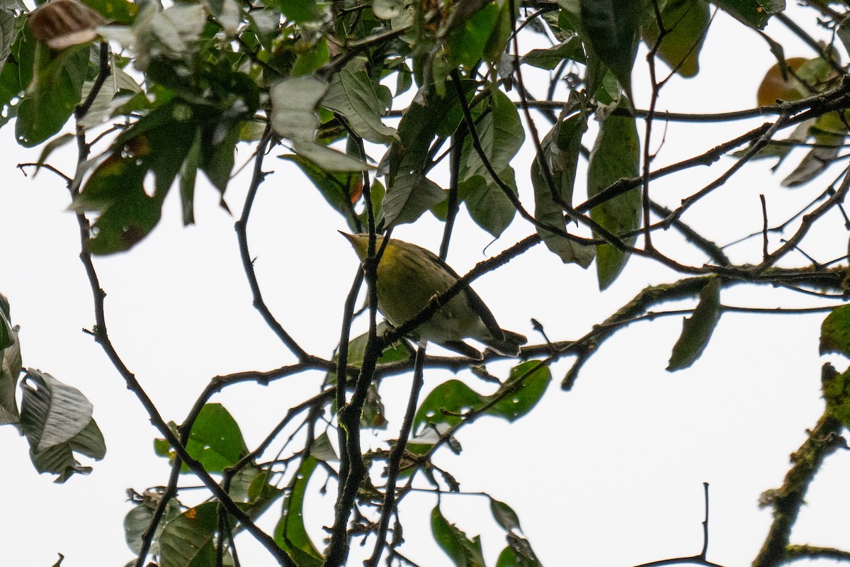 Blackburnian Warbler - ML628282770