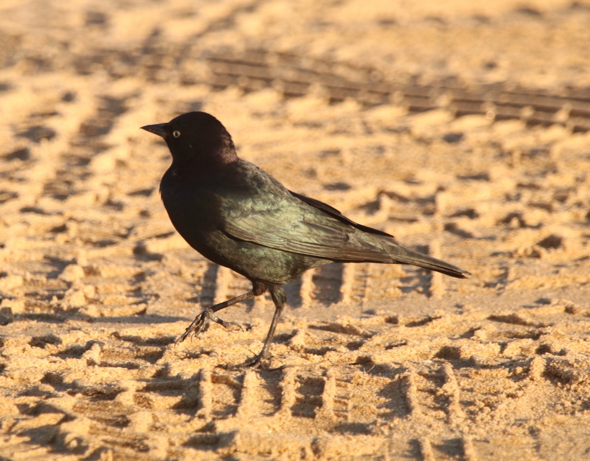 Brewer's Blackbird - ML628283045