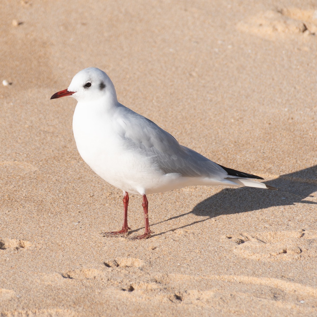 Mouette rieuse - ML628283095