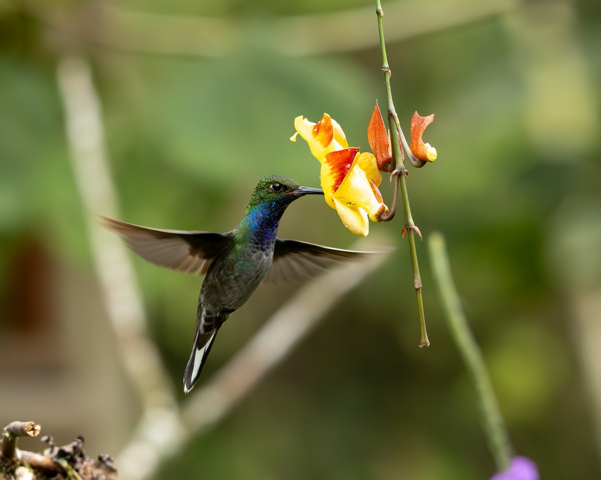 Green-backed Hillstar - ML628283101