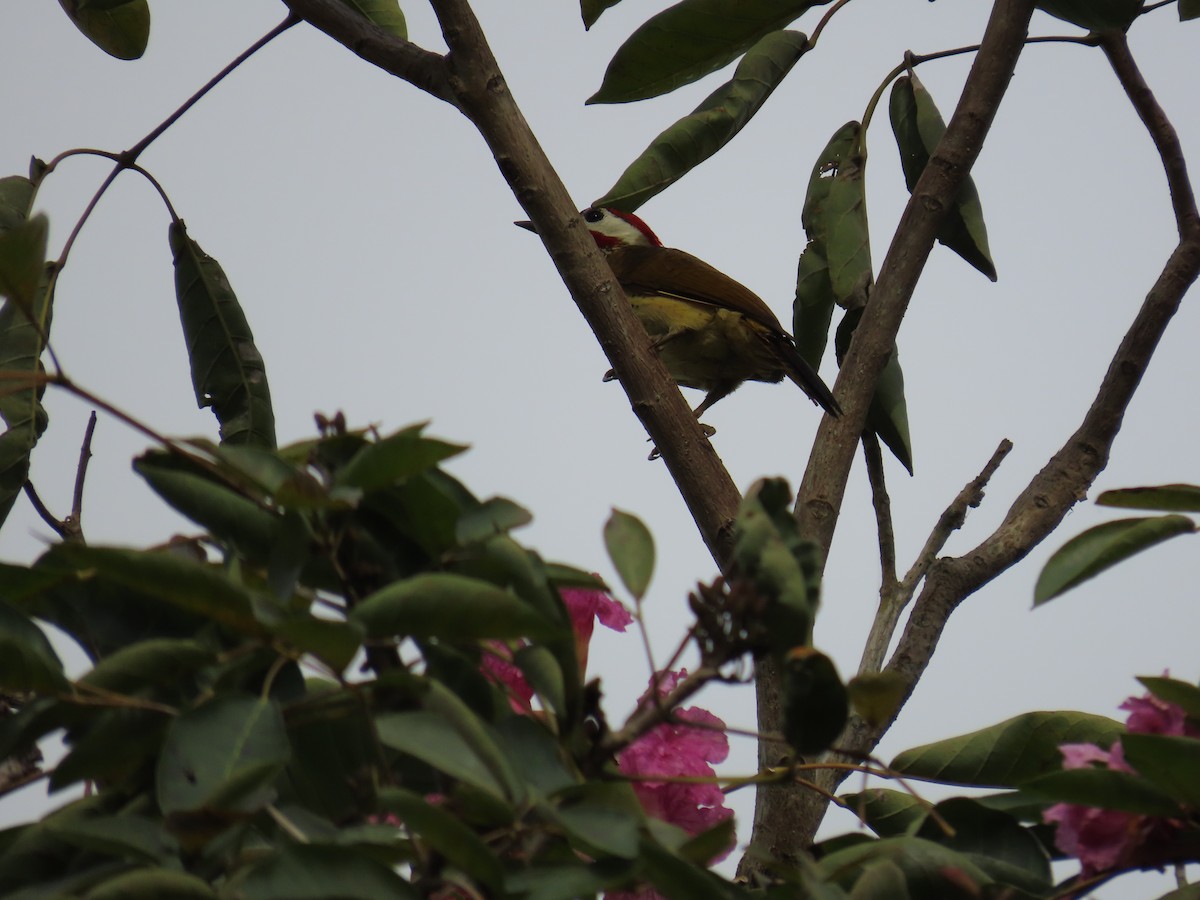Spot-breasted Woodpecker - ML628283161