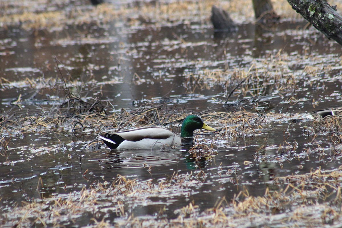 Mallard - ML628283408