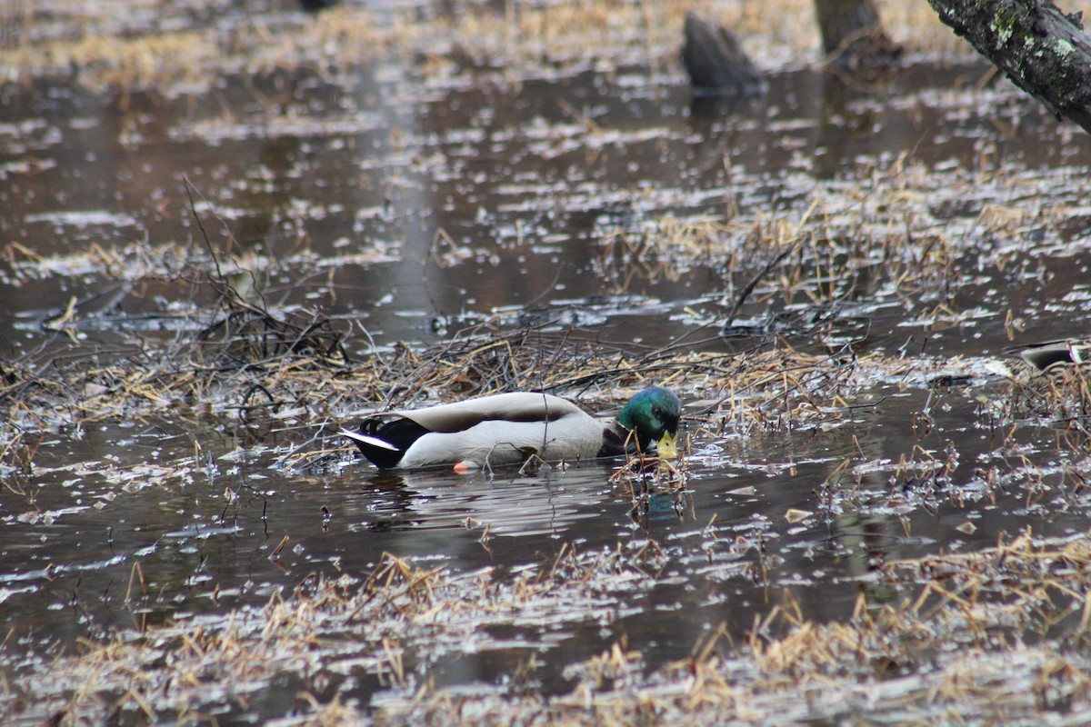 Mallard - ML628283409