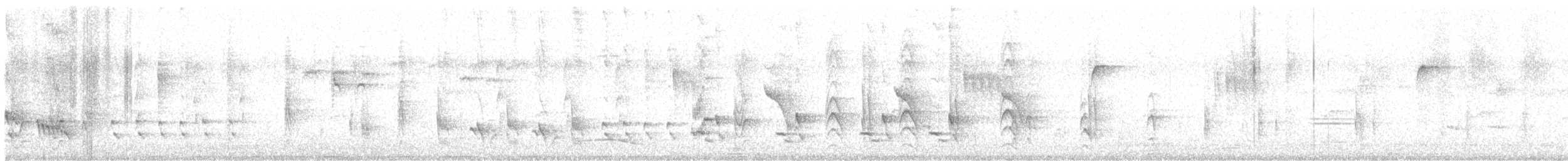 White-bellied Drongo - ML628283419