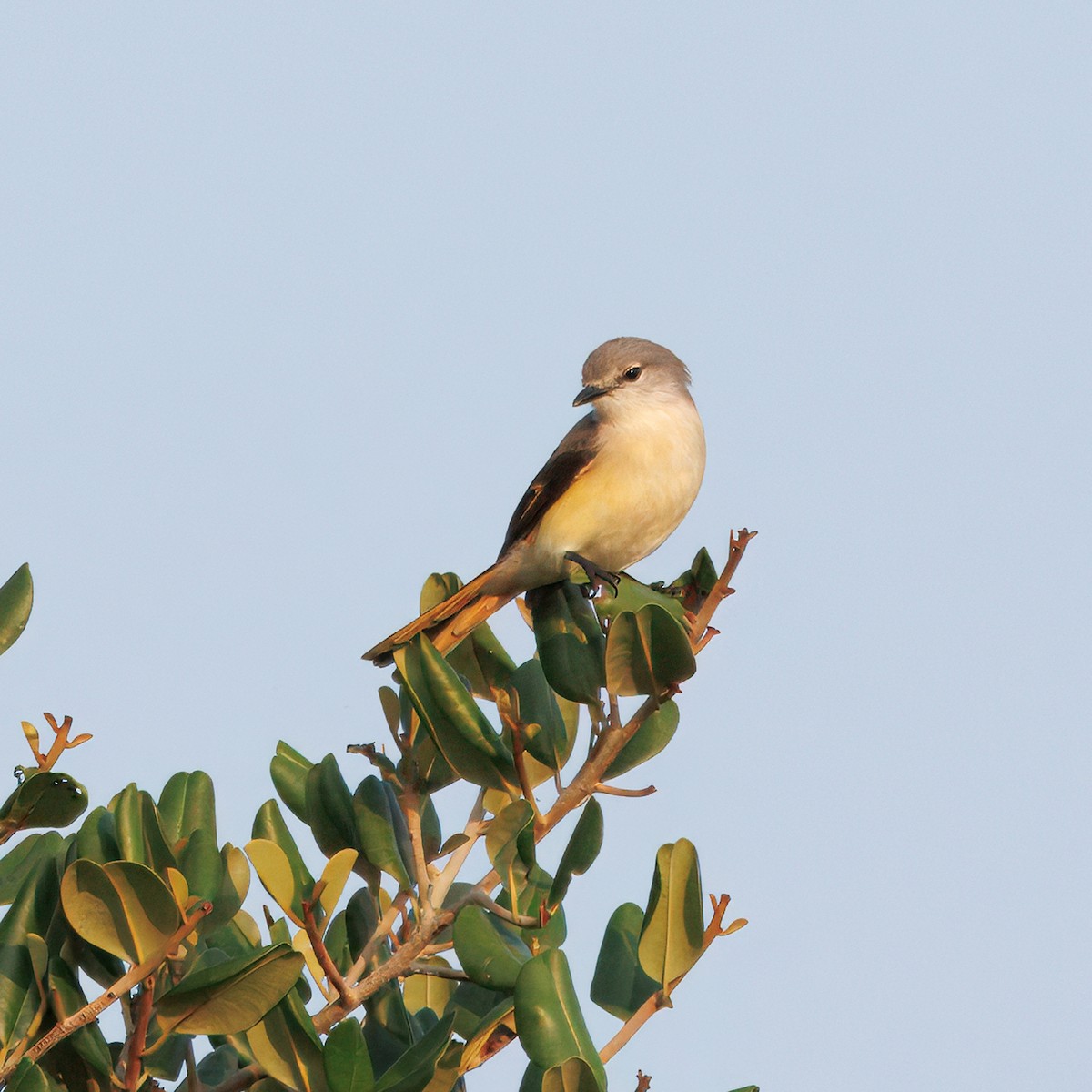 Small Minivet - ML628283426