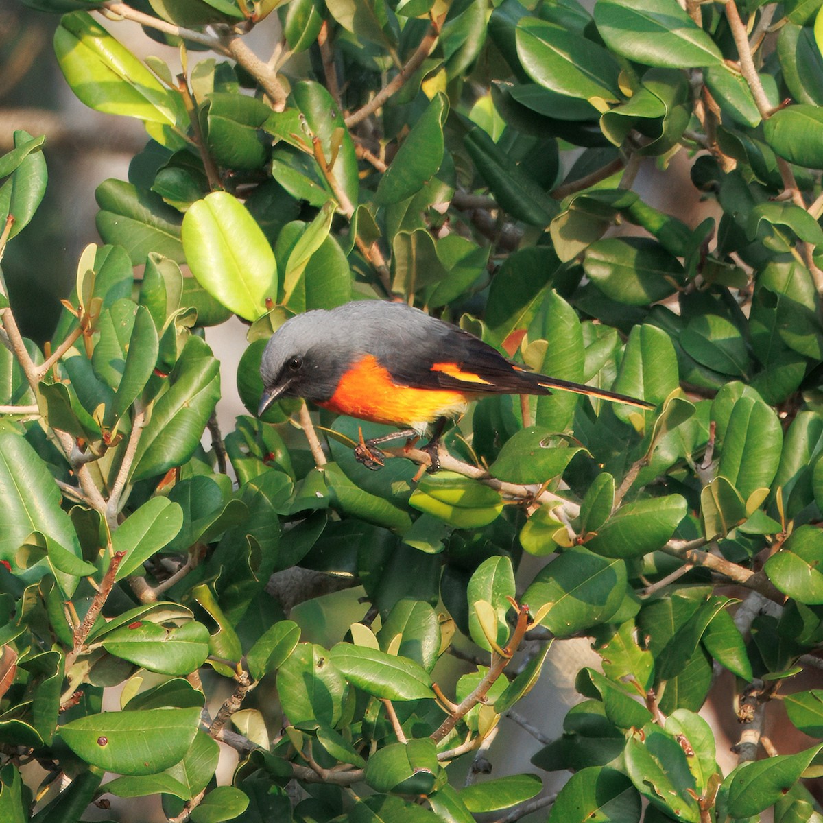 Small Minivet - ML628283427