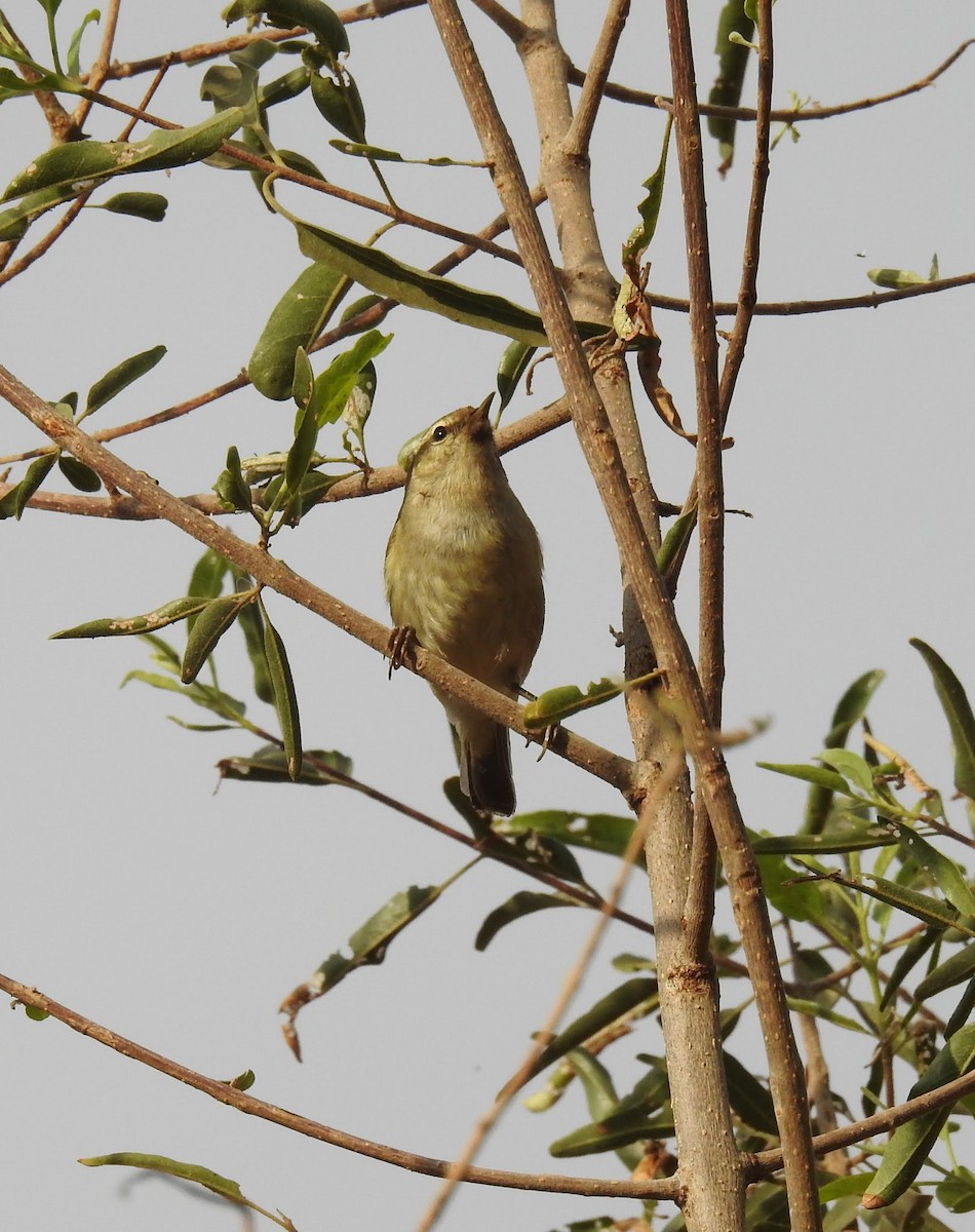 Tytler's Leaf Warbler - ML628283433