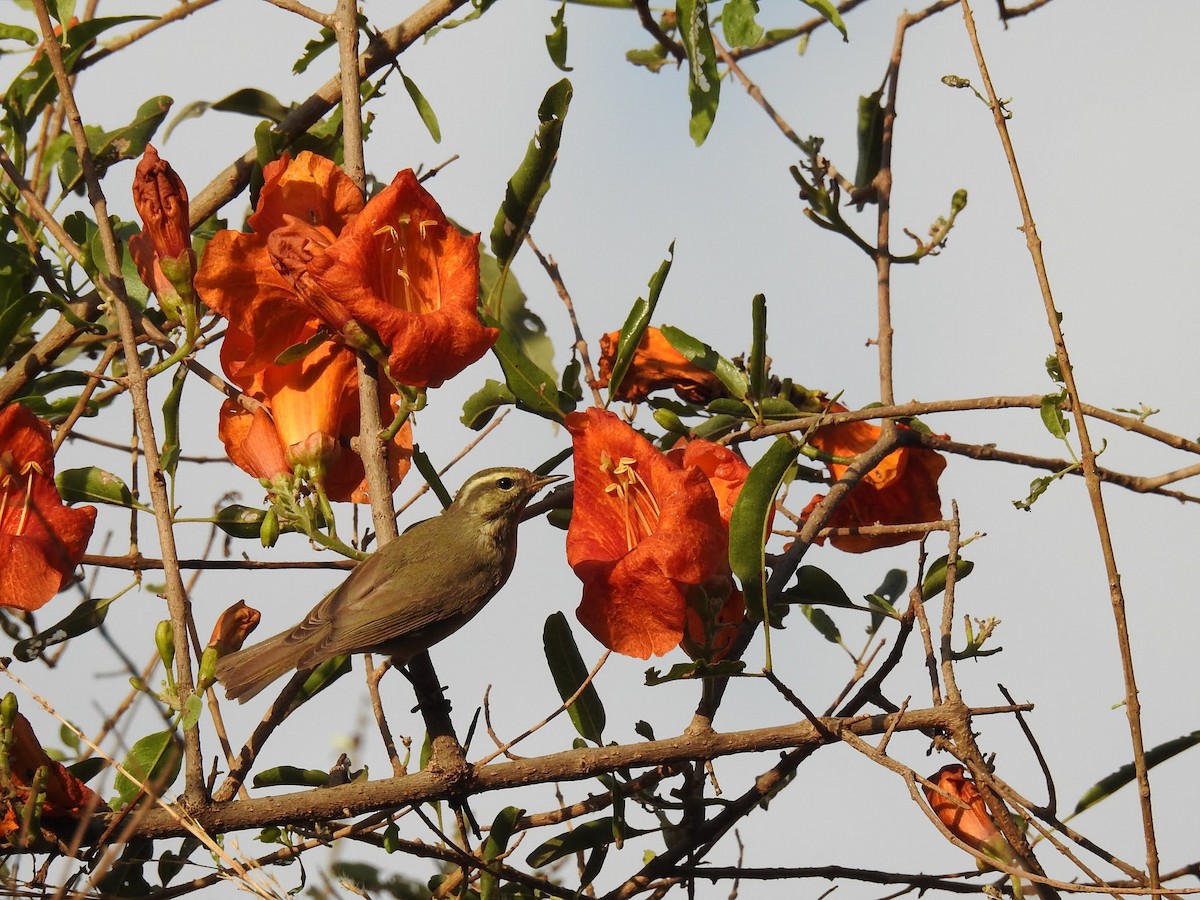Tytler's Leaf Warbler - ML628283434