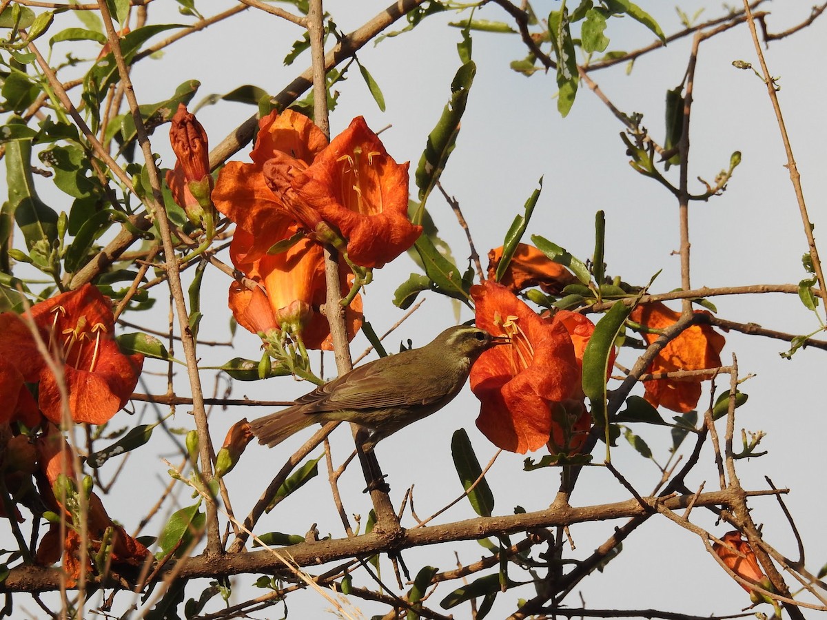 Tytler's Leaf Warbler - ML628283435